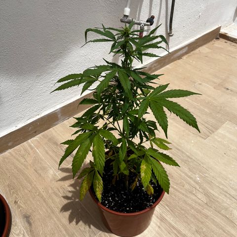 Banana Blaze #2 growlog timeline photo