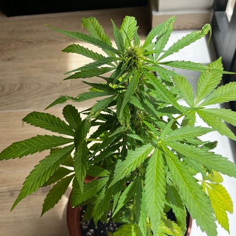 Banana Blaze #2 growlog timeline photo