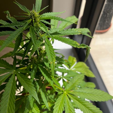 Banana Blaze #2 growlog timeline photo