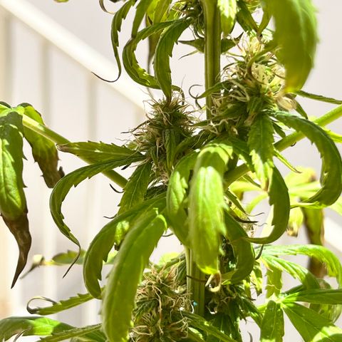 Banana Blaze #2 growlog timeline photo