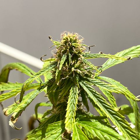 Banana Blaze #2 growlog timeline photo