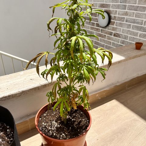 Banana Blaze #2 growlog timeline photo