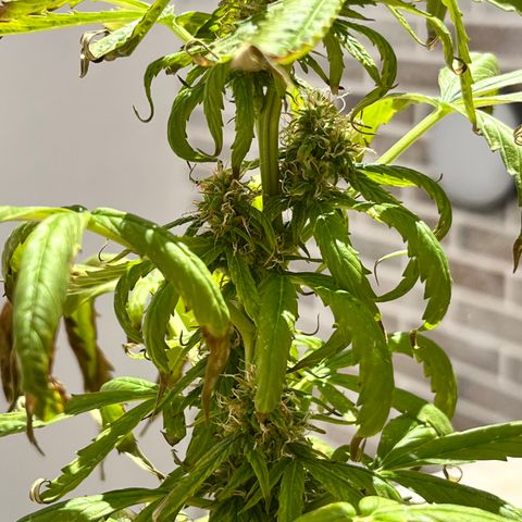 Banana Blaze #2 growlog timeline photo