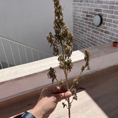 Banana Blaze #2 growlog timeline photo