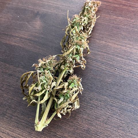 Banana Blaze #2 growlog timeline photo