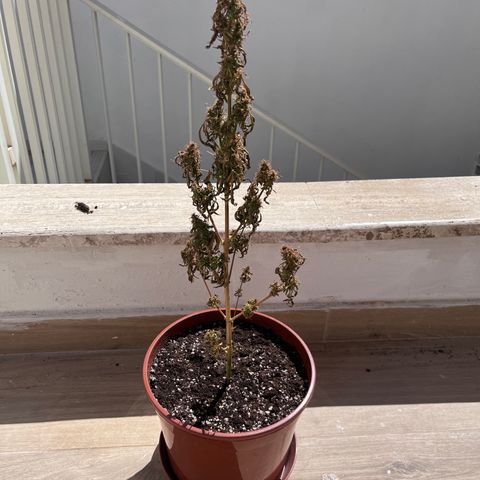 Banana Blaze #2 growlog timeline photo