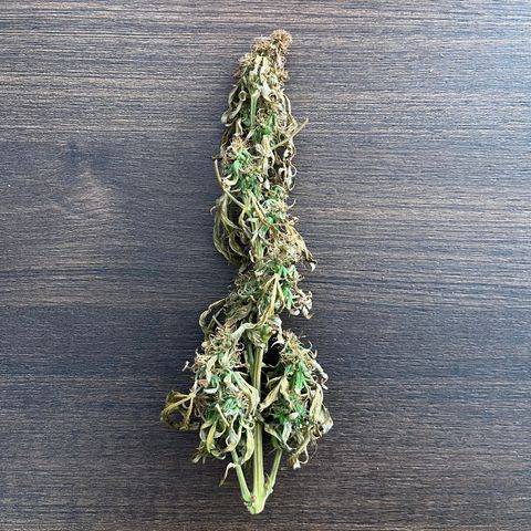 Banana Blaze #2 growlog timeline photo