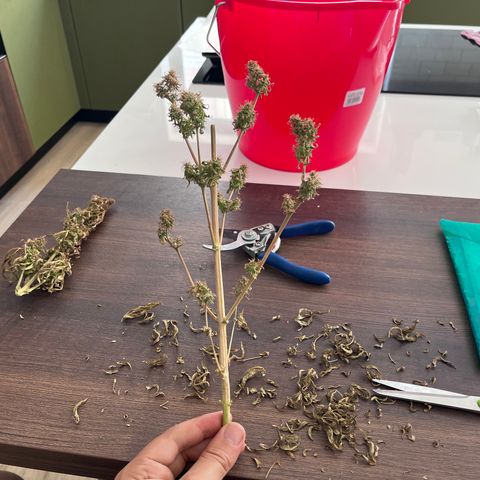 Banana Blaze #2 growlog timeline photo