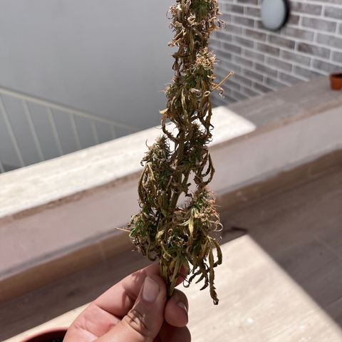 Banana Blaze #2 growlog timeline photo