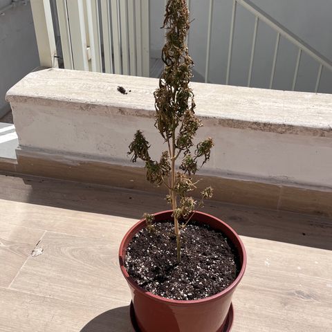 Banana Blaze #2 growlog timeline photo