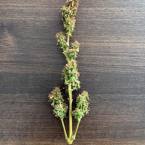 Banana Blaze #2 growlog timeline photo