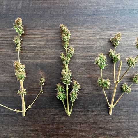 Banana Blaze #2 growlog timeline photo