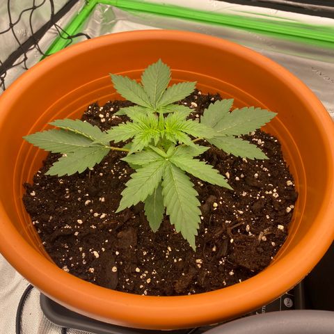 Moby Dick Auto growlog photo: 14 Tage 