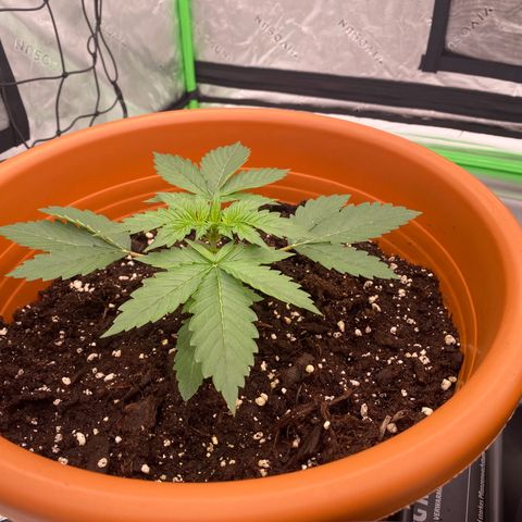 Moby Dick Auto growlog photo: 14 Tage 