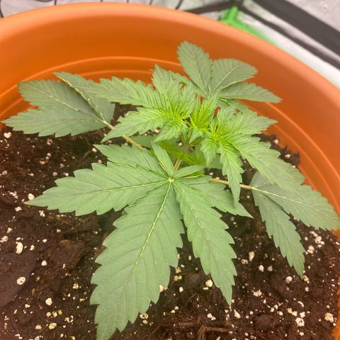 Moby Dick Auto growlog timeline photo
