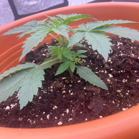 Moby Dick Auto growlog timeline photo