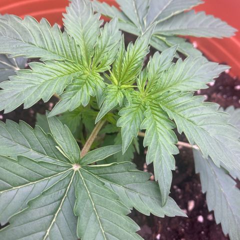 Moby Dick Auto growlog timeline photo