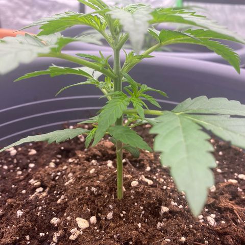 Mimosa x Orange Punch Auto growlog timeline photo