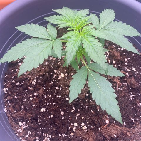 Mimosa x Orange Punch Auto growlog timeline photo