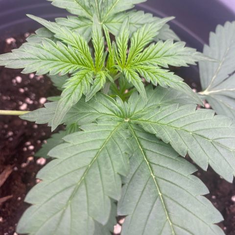 Glue Gelato Auto growlog timeline photo
