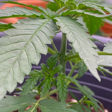 Mimosa x Orange Punch Auto growlog timeline photo