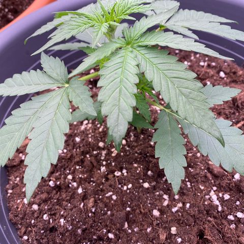 Mimosa x Orange Punch Auto growlog timeline photo