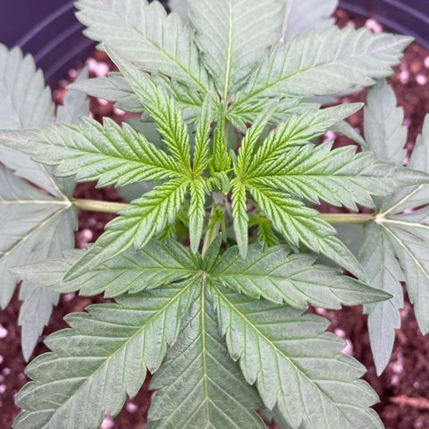 Mimosa x Orange Punch Auto growlog timeline photo