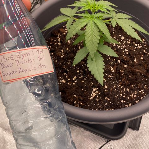 Mimosa x Orange Punch Auto growlog timeline photo