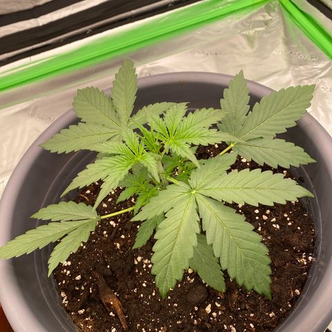 Glue Gelato Auto growlog photo: Düngern 