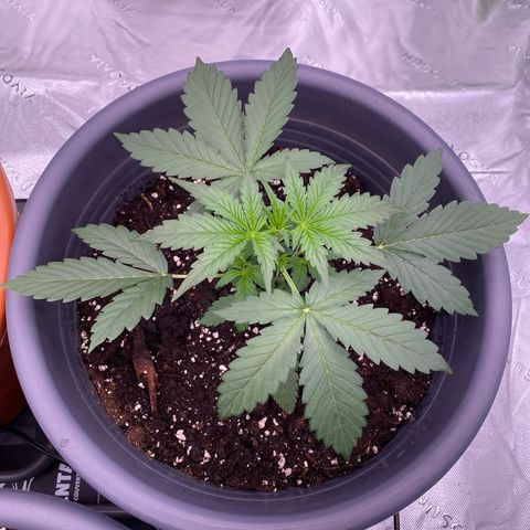 Glue Gelato Auto growlog photo: Düngern 