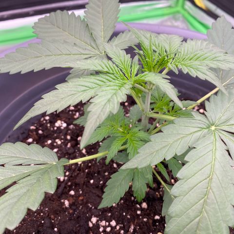 Glue Gelato Auto growlog photo: Düngern 