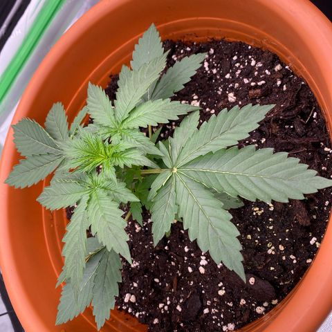Moby Dick Auto growlog photo: Düngern 