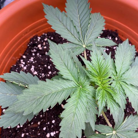 Moby Dick Auto growlog photo: Düngern 
