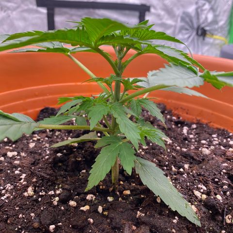 Moby Dick Auto growlog photo: Düngern 