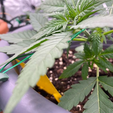 Mimosa x Orange Punch Auto growlog timeline photo