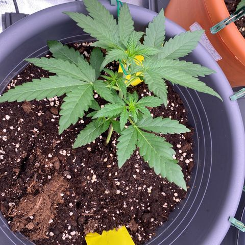 Mimosa x Orange Punch Auto growlog timeline photo