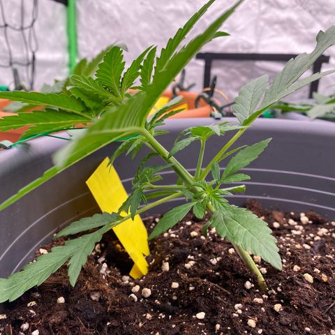 Mimosa x Orange Punch Auto growlog timeline photo