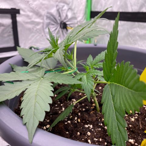 Glue Gelato Auto growlog timeline photo