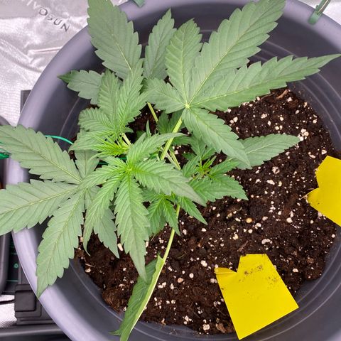 Glue Gelato Auto growlog timeline photo