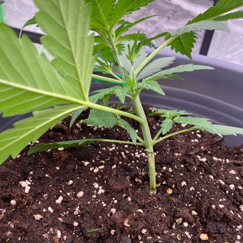 Glue Gelato Auto growlog timeline photo