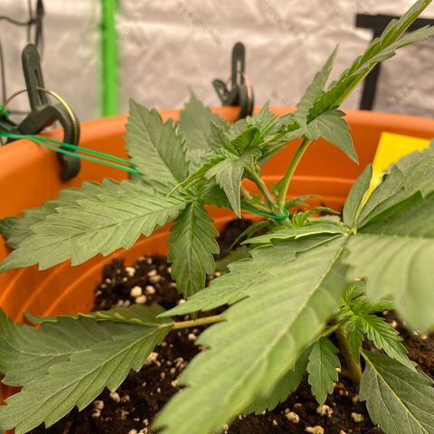 Moby Dick Auto growlog timeline photo