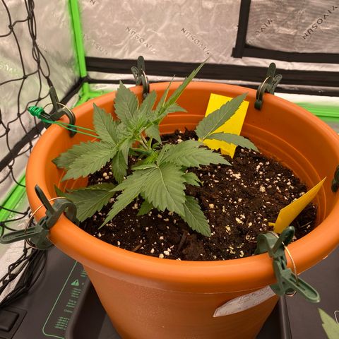 Moby Dick Auto growlog timeline photo