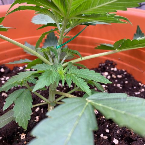 Moby Dick Auto growlog timeline photo