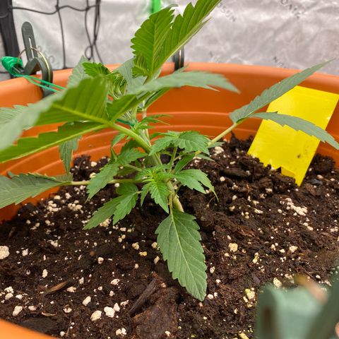 Moby Dick Auto growlog timeline photo