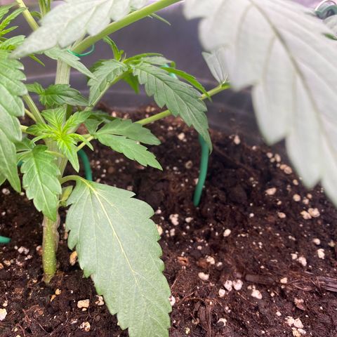 Glue Gelato Auto growlog photo: 20er Tag LST