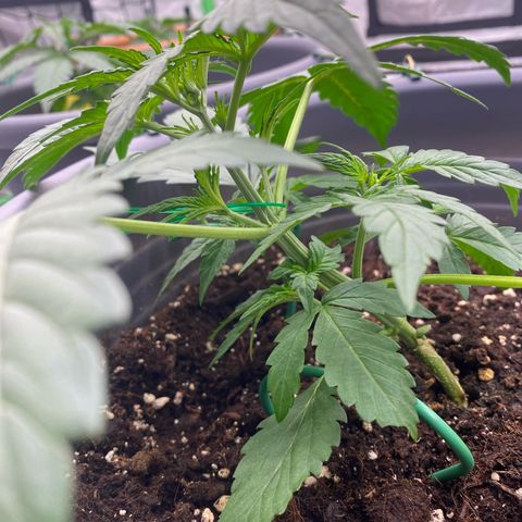 Glue Gelato Auto growlog photo: 20er Tag LST