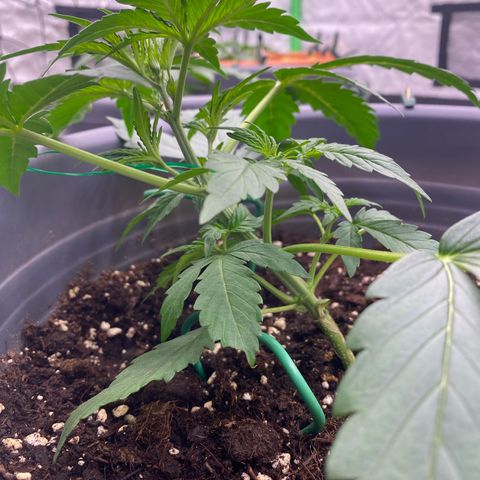 Glue Gelato Auto growlog photo: 20er Tag LST