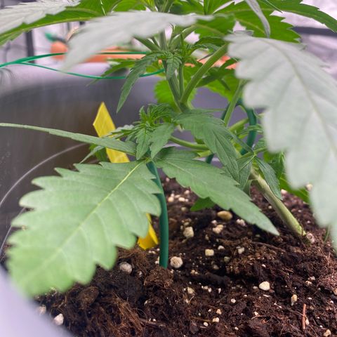 Mimosa x Orange Punch Auto growlog timeline photo