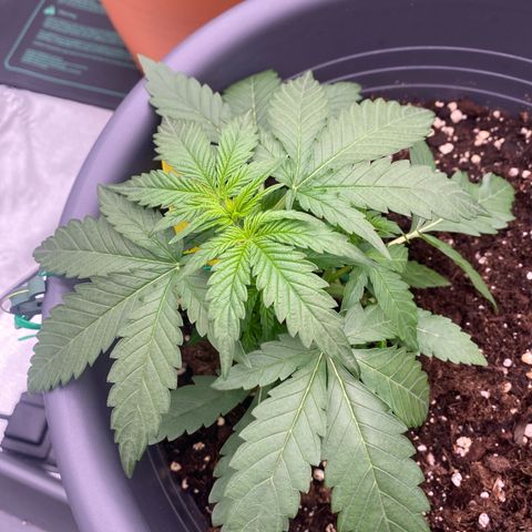 Mimosa x Orange Punch Auto growlog timeline photo