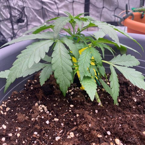 Mimosa x Orange Punch Auto growlog timeline photo